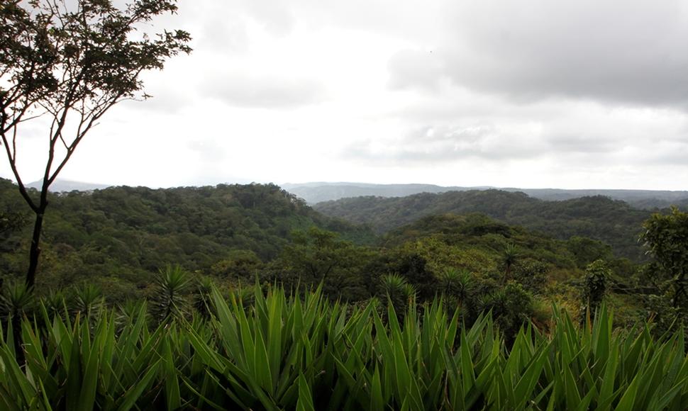 Delicias